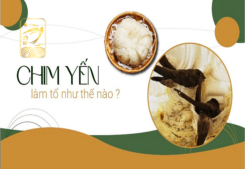 chim yen lam to mat bao nhieu lau 1
