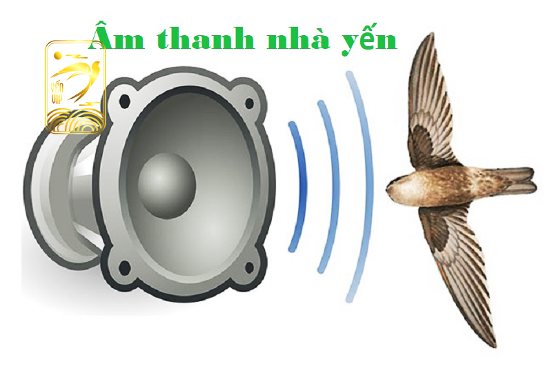 Âm thanh nhà yến